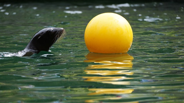 León marino juega con pelota amarilla en somos planeta