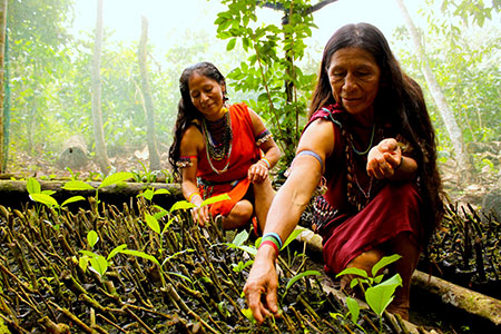indígenas recogen plantas medicinales hacia una ciencia completa